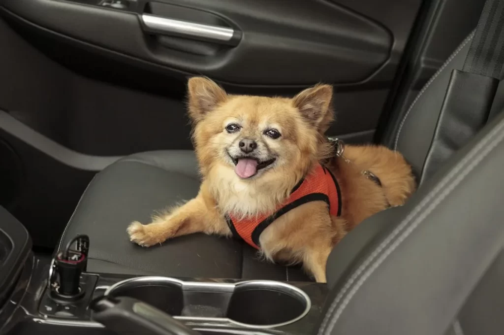 center console dog car seat
