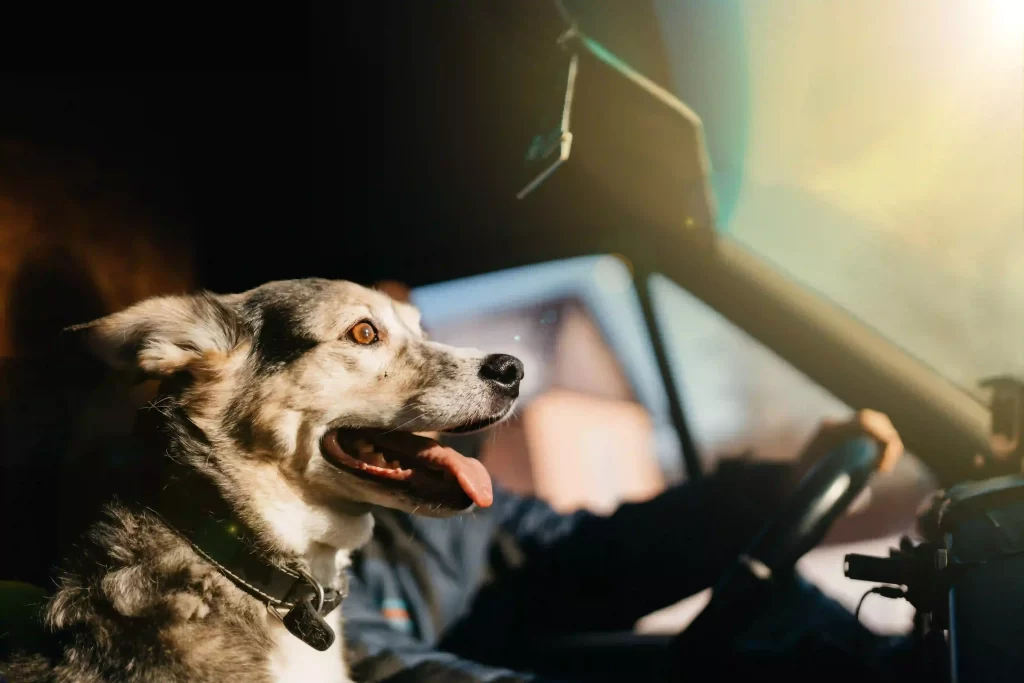 adjustable dog car safety seat belt