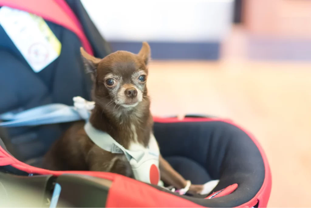 chihuahua car seat