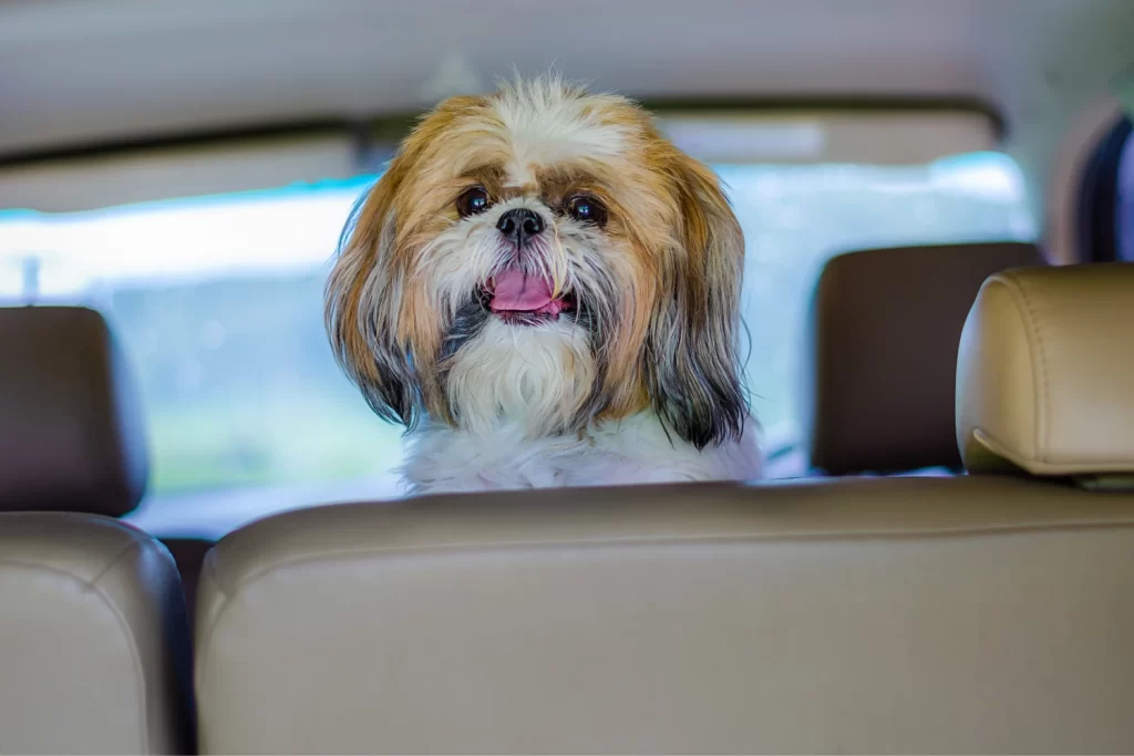 Dog Car Seat for Toy Tzu