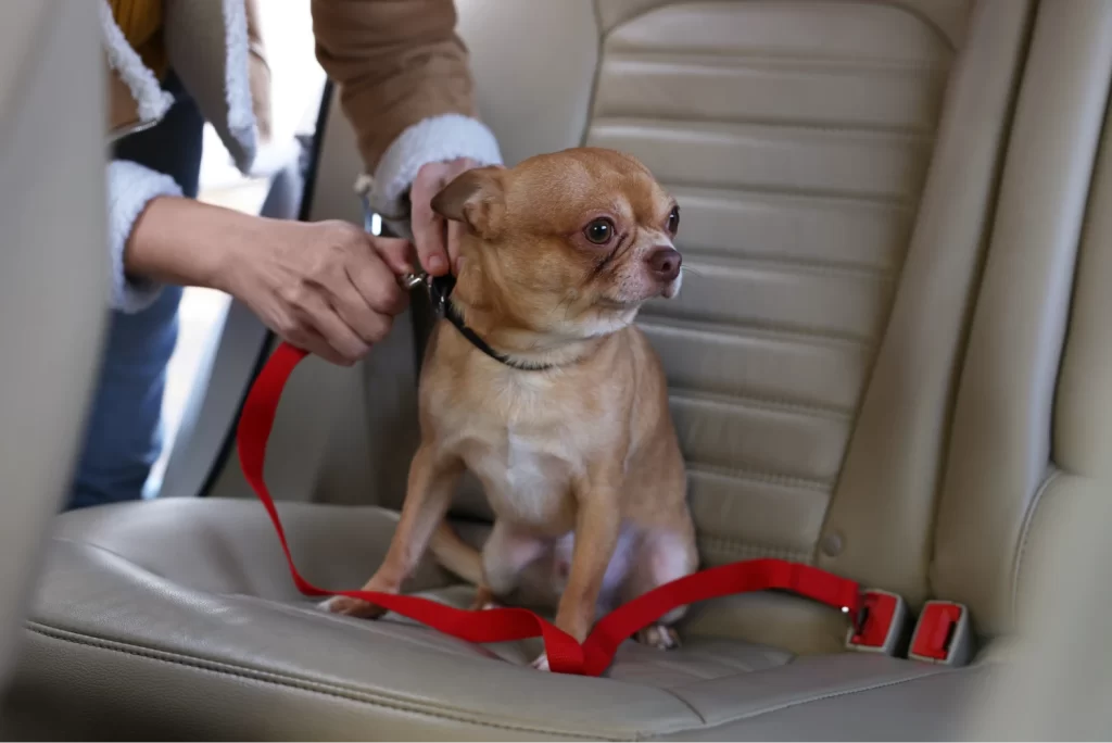 Dog carrier car seat for sedans