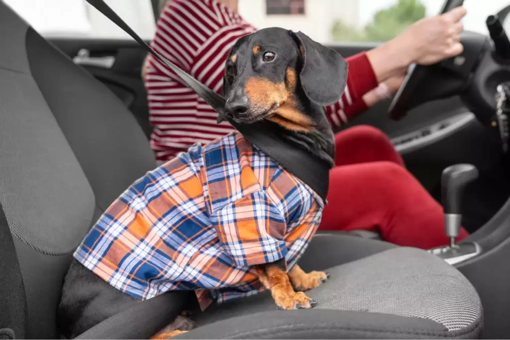 dog back seat car carrier