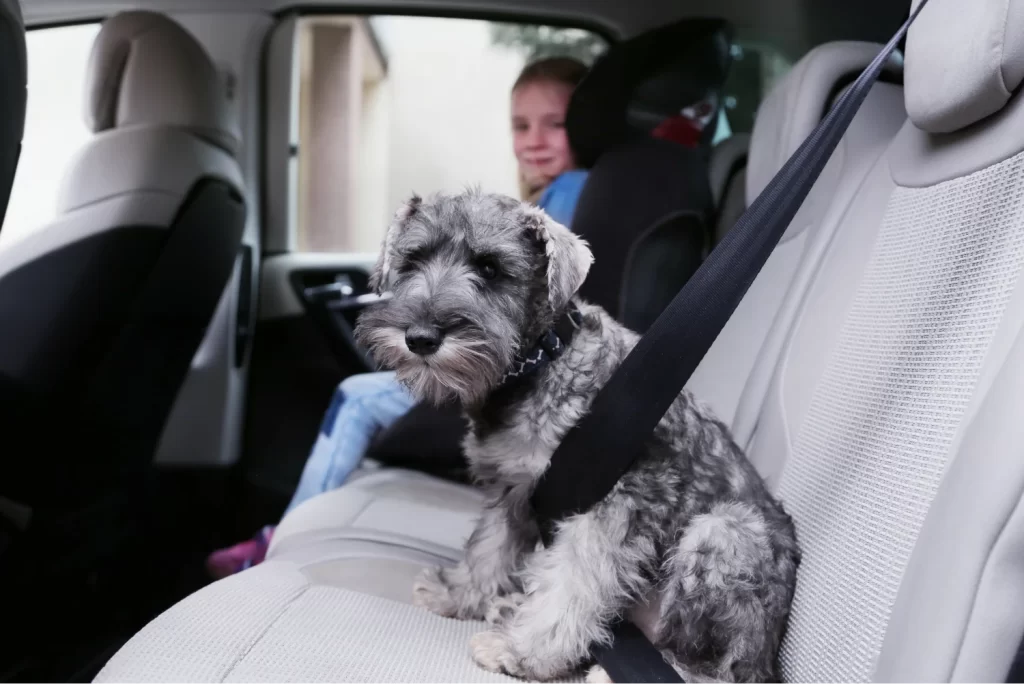 Dog carrier car seat for hatchbacks