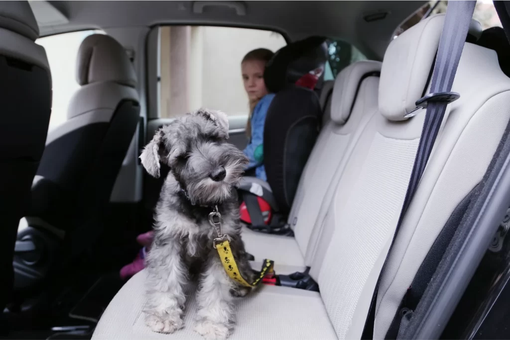Crossover car dog seat carrier